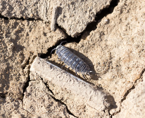 wood louse on dry ground. macro