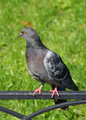 The pigeon is sitting on the fence.