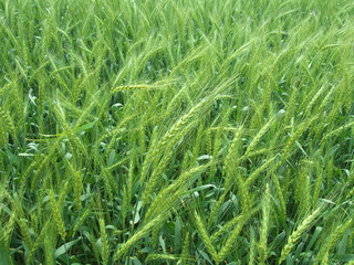 Green ears of rye in the field
