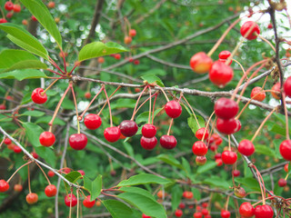 A branch with ripe fruit of the cherry tree