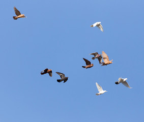 flock of pigeons on blue sky