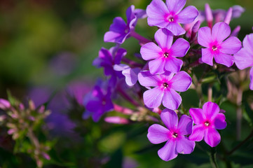 Fototapeta na wymiar beautiful purple flower in the green garden.