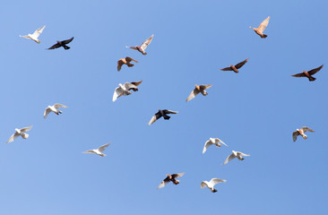 flock of pigeons on blue sky