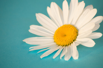 Fototapeta premium Daisies growing in a garden in summer.