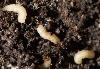 white fly larvae in the soil. macro