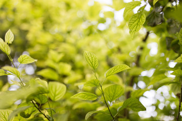green leaves on the tree in nature