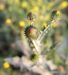 bud on the prickly plant in nature