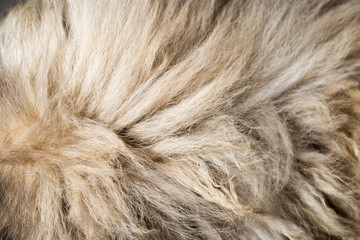 dog fur as background. texture