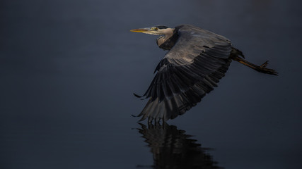 Grey heron flying over water