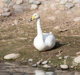 White swan on the ground in nature