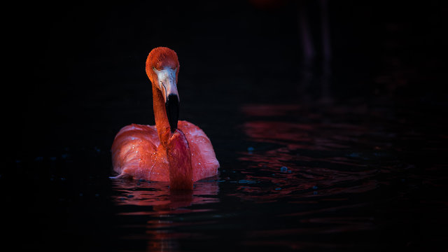 Flamingo floating on water