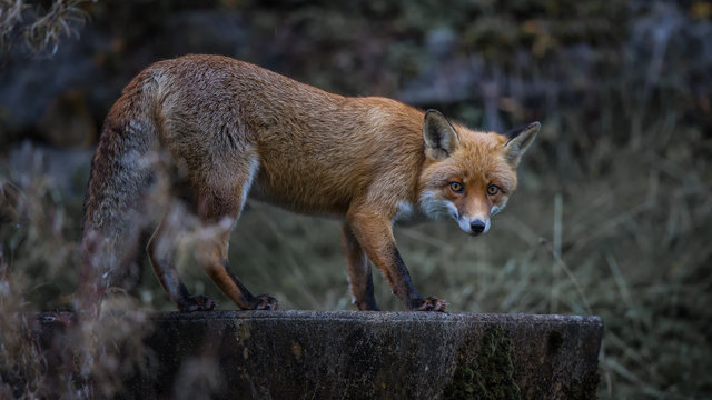 Portrait of fox on stump