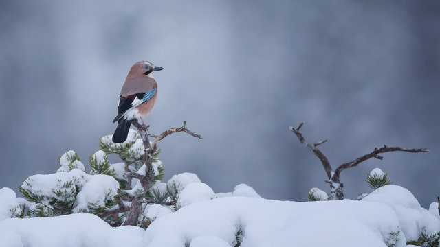 Jay on twig in snow