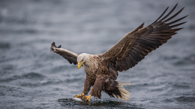 Bald eagle catching fish in water