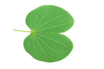 Leave on white background and clipping path