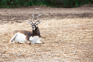 Blackbuck or Indian Antelope