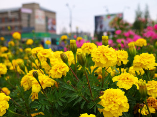 Yellow tagetes on flower bed in a city with buildings in the background