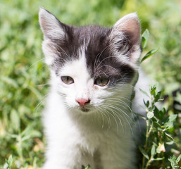 beautiful small kitten on nature