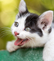 Kitten yawns in nature