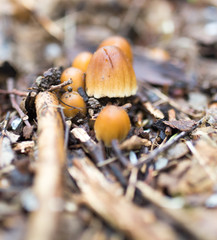 mushroom in the forest in nature