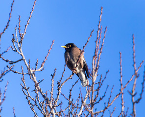 Starling on a tree against the blue sky