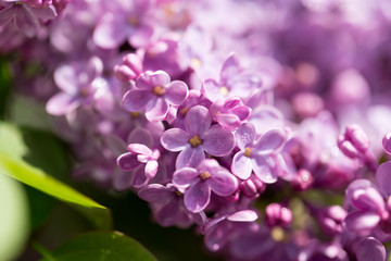 beautiful lilac flowers in nature