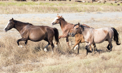 Fototapeta premium a horse in a pasture in the desert
