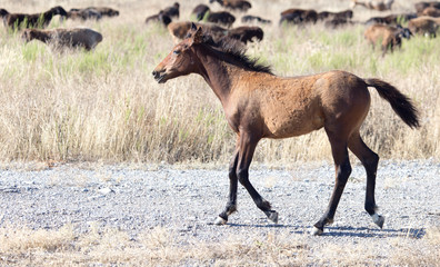a horse in a pasture in the desert