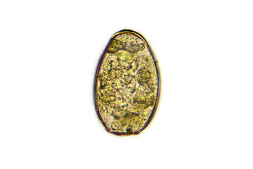 Egg of Paragonimus westermani (lung fluke) on white background
