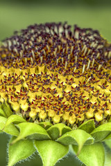 Sunflower macro image.