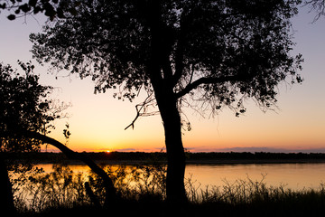 tree silhouette on the river on a sunset background