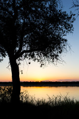 tree silhouette on the river on a sunset background