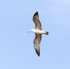 seagull in flight in the sky