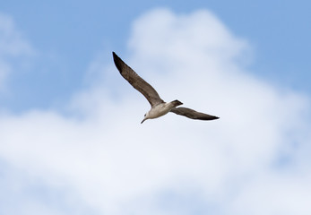 seagull in flight in the sky