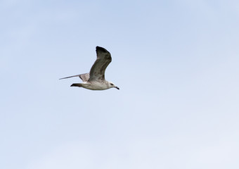 seagull in flight in the sky