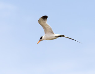 Obraz premium seagull in flight in the sky