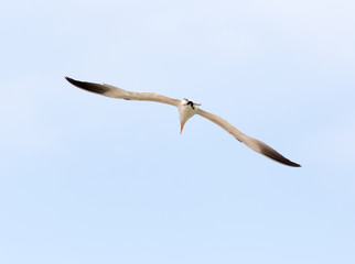 seagull in flight in the sky