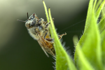 Fototapeta premium Bee covered in pollen.