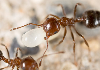 little ant in nature. super macro