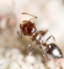 little ant in nature. super macro