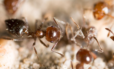 little ant in nature. super macro