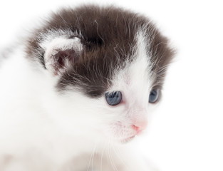 little kitten on white background