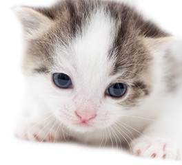 little kitten on white background