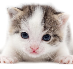 little kitten on white background
