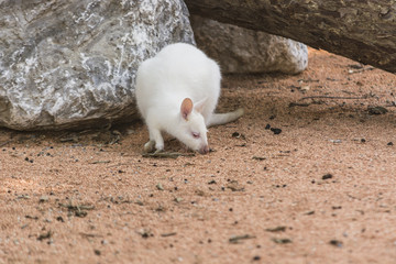 small albino kangaroo in its natural habitat