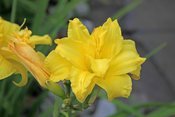 Yellow daylilies blooming in a garden
