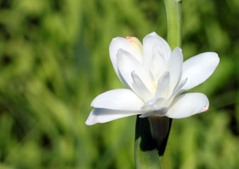 Close-up with tuberose flowers