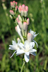 Close-up with tuberose flowers