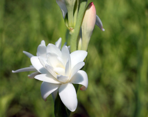 Close-up with tuberose flowers