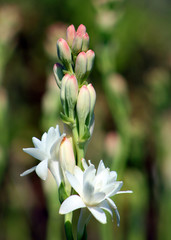 Close-up with tuberose flowers